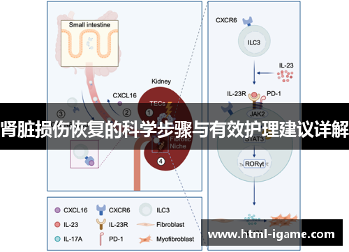 肾脏损伤恢复的科学步骤与有效护理建议详解