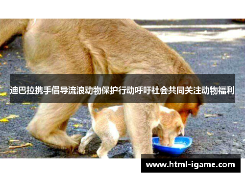 迪巴拉携手倡导流浪动物保护行动呼吁社会共同关注动物福利 迪巴拉携手倡导流浪动物保护行动呼吁社会共同关注动物福利